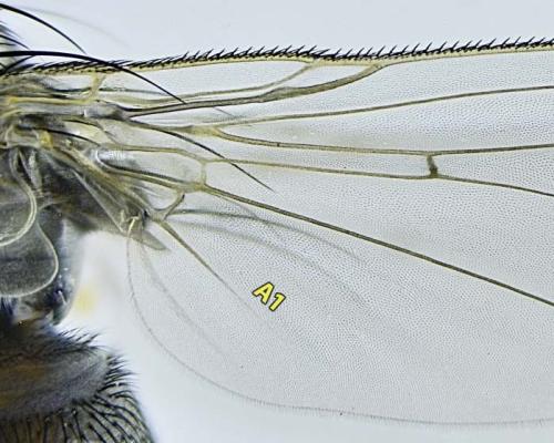 Coenosia tigrina